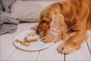 Hipoglucemia en Perros y Gatos