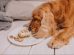 Hipoglucemia en Perros y Gatos