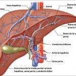 Anatomía del Hígado en Perros y Gatos