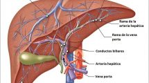 Anatomía del Hígado en Perros y Gatos