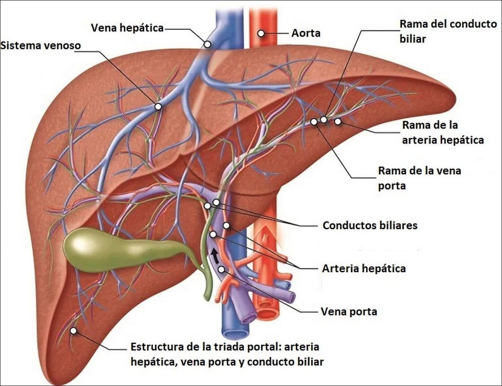 Anatomía del Hígado en Perros y Gatos