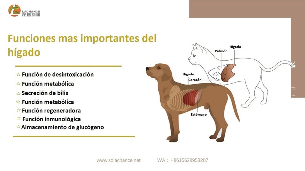 Funciones del Hígado en Perros y Gatos