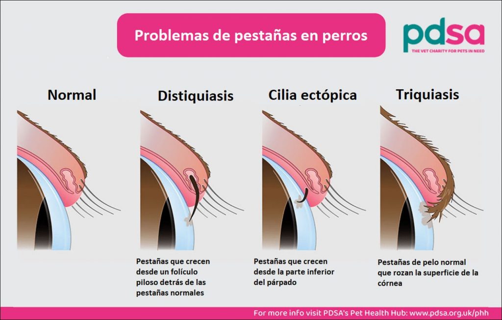 Distiquiasis y Triquiasis en el Perro