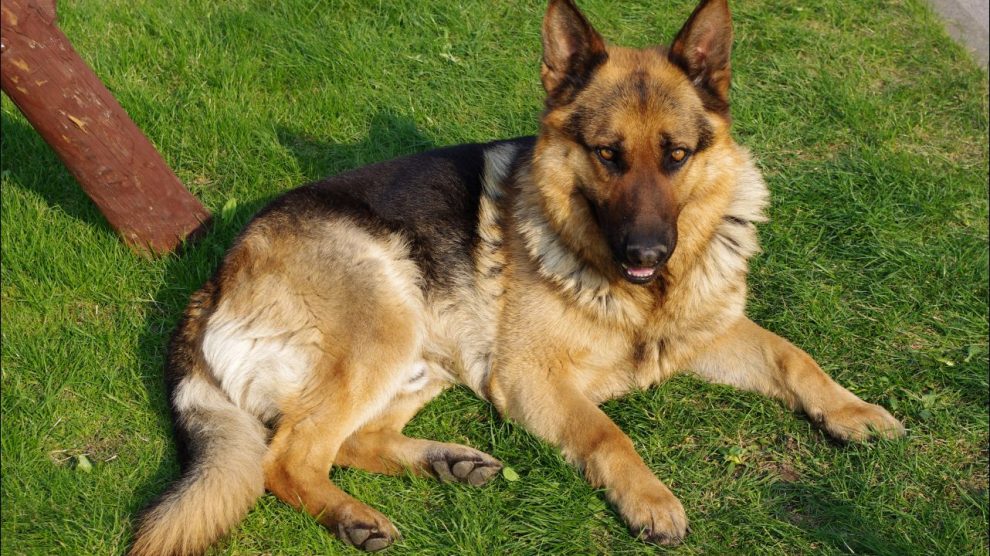 Insuficiencia Pancreática en Perros