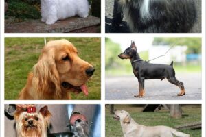 Displasia de Retina en el Perro