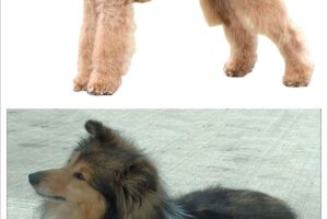 Distrofia Corneal en el Perro