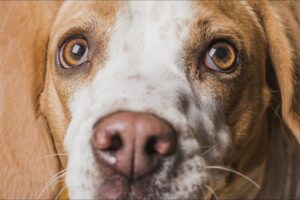 Estrabismo en el Perro