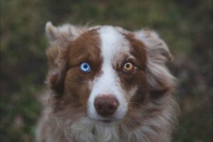 Heterocromía en el Perro