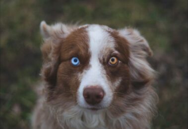 Heterocromía en el Perro