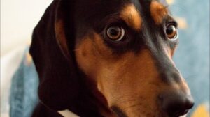 Masa Dermoide Ocular en Perros