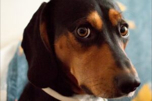 Masa Dermoide Ocular en Perros