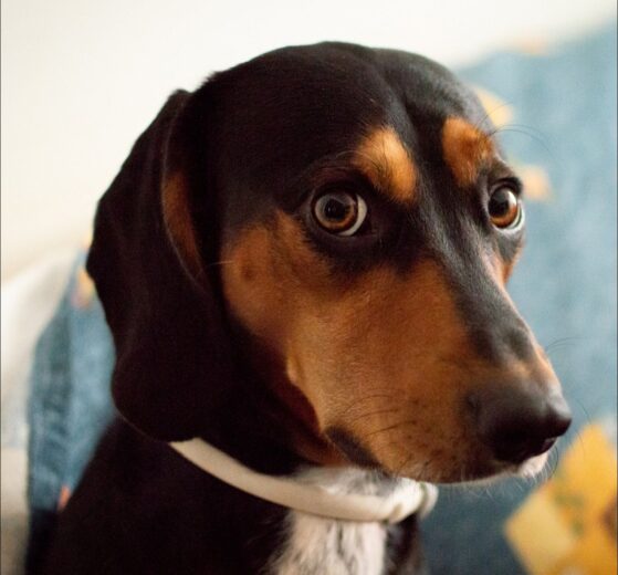 Masa Dermoide Ocular en Perros