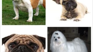 Ulcera de Cornea en el Perro