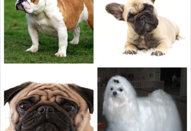 Ulcera de Cornea en el Perro