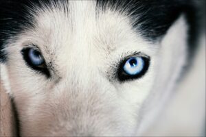 Uveítis en el Perro