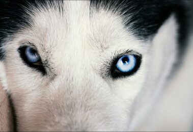 Uveítis en el Perro